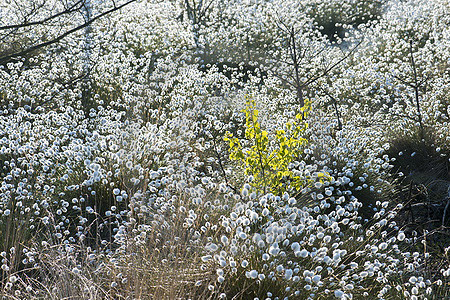 Fruchtendes Wollgras