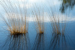 Pfeifengras im Moorsee