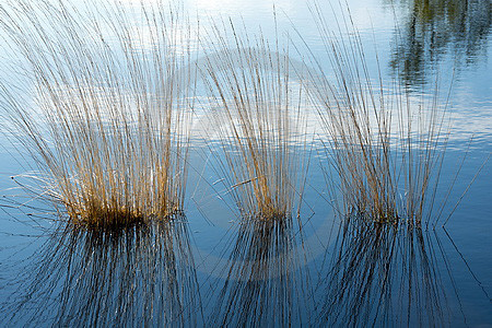 Pfeifengras im Moorsee