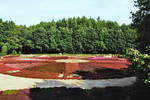 Blühende Heide