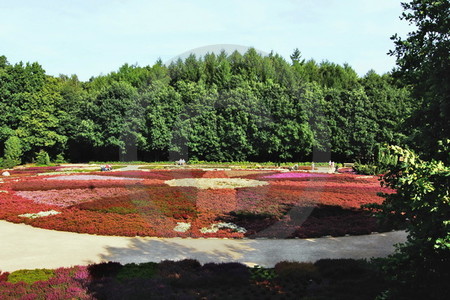 Blühende Heide