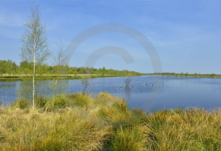 Moor-Impressionen im Hahnenmoor