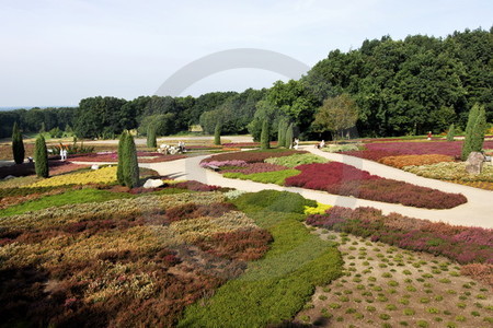 Blühende Heide