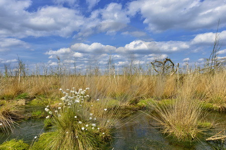 Landschaft im Hahnenmoor