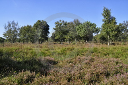 Heide im Hahnenmoor