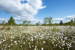 Fruchtendes Wollgras