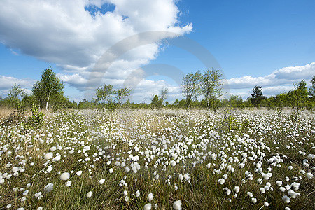 Fruchtendes Wollgras