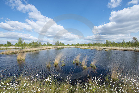 Landschaft im Hahnenmoor