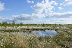 Landschaft im Hahnenmoor