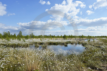 Landschaft im Hahnenmoor