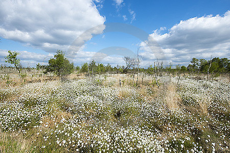 Fruchtendes Wollgras