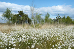 Fruchtendes Wollgras