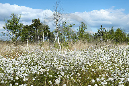 Fruchtendes Wollgras