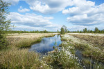 Landschaft im Hahnenmoor