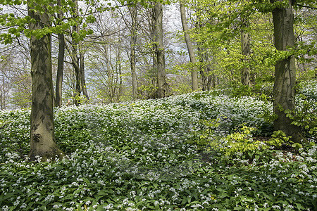 Bärlauchwald