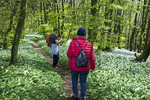 Wanderer im Bärlauchwald