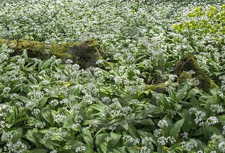 Bärlauchwald