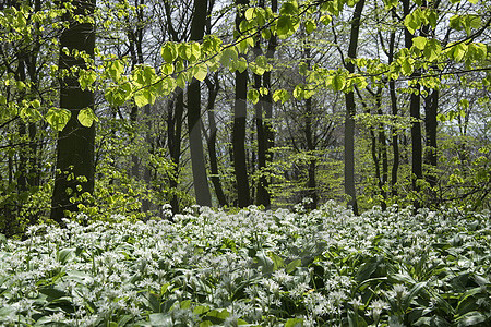 Bärlauchwald