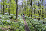 Wanderer im Bärlauchwald