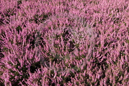 Blühende Heide