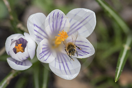 Frühlingskrokus