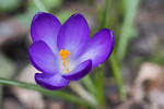 Frühlingskrokus