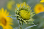 Aufblühende Sonnenblume