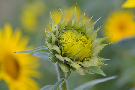 Aufblühende Sonnenblume