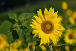 Sonnenblume