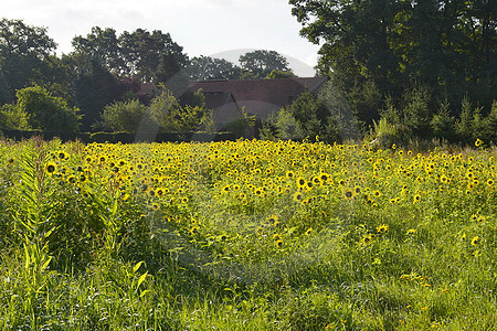 Sonnenblumenfeld