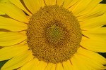 Sonnenblume