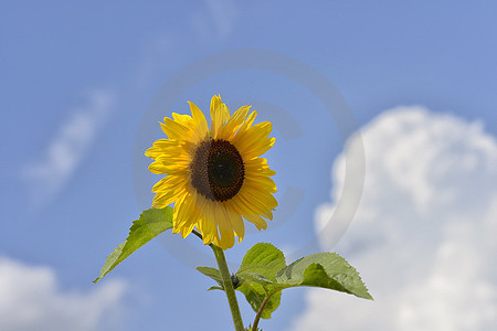 Sonnenblume