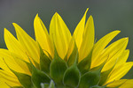 Sonnenblume