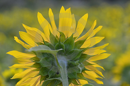 Sonnenblume