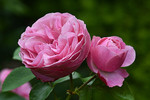 Strauchrose 'Gertrude Jekyll'