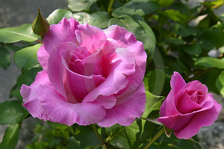 Edelrose 'Paul Mc Cartney Rose'