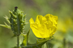 Mexikanischer Stachelmohn