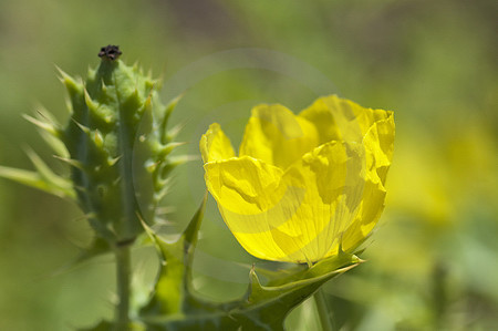 Mexikanischer Stachelmohn