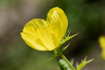 Mexikanischer Stachelmohn