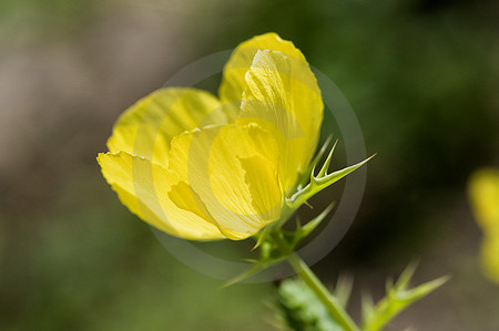 Mexikanischer Stachelmohn
