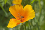 Goldmohn