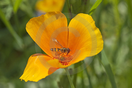Goldmohn