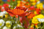 Roter Island-Mohn