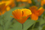 Goldmohn