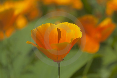 Goldmohn