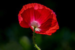 Island-Mohn, rot