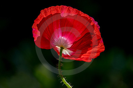 Island-Mohn, rot