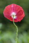 Island-Mohn, rot