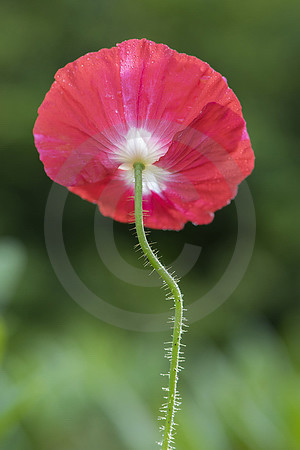 Island-Mohn, rot