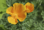 Goldmohn